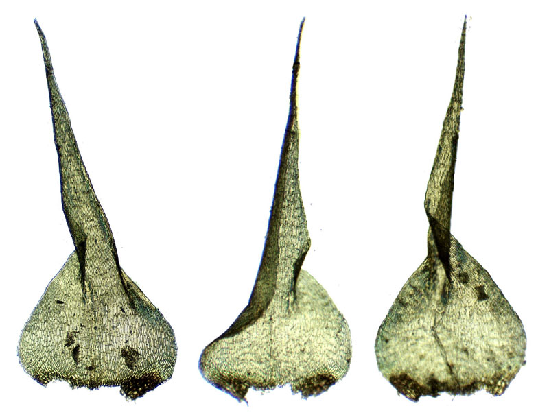 Campylium protensum